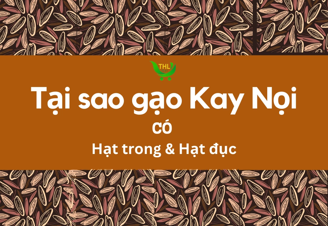 Tại sao gạo Kay Nọi lại có hạt trong, hạt đục